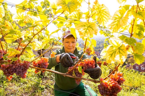 Saxon State Winery Schloss Wackerbarth invites the press to the grape grape harvest in the Goldener