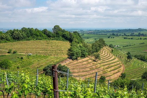 View over vineyards, Kastanienbusch vineyard, Birkweiler, German or Southern Wine Route, Southern