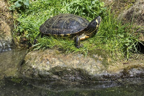 Yellow-bellied slider (Trachemys scripta scripta), land and water turtle native to the southeastern