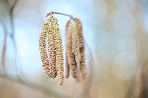 Common hazel (Corylus avellana) mal catkins, detail, Upper Palatinate, Bavaria, Germany, Europe