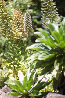 Viper's-bugloss (Echium) in the Botanical Garden Jardin Canario Visitas, Las Palmas, Las Palmas
