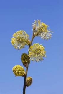 Goat willow, pussy willow (Salix caprea), great sallow close up of flowering yellow male catkins in