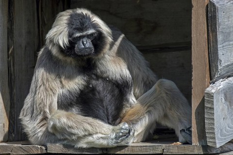 Captive pileated gibbon (Hylobates pileatus) female in zoo, zoological garden, endangered primate