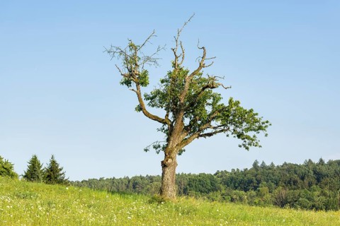 Old cherry tree in summer meadow, forest, Baden-Württemberg, Germany, Europe