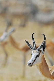 Springbok (Antidorcas marsupialis) close-up, Etosha National Park, Namibia, Africa