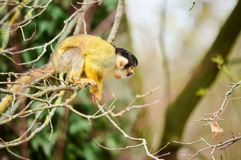 Black-capped squirrel monkey (Saimiri boliviensis) in a tree, Bavaria, Germany, Europe