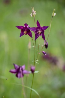 European columbine (Aquilegia vulgaris) in Berchtesgaden National Park, Bavaria, Germany, Europe