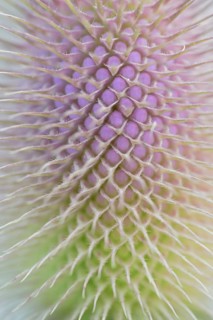 Wild teasel (Dipsacus fullonum), inflorescence in front of flowering, close-up, North