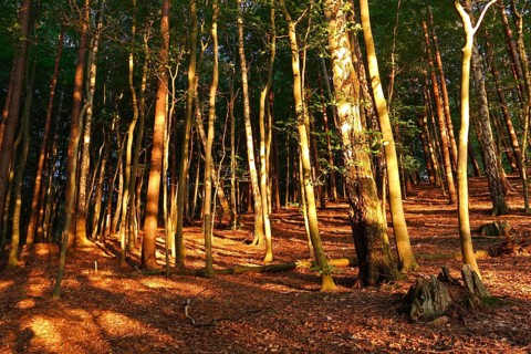 Deciduous forest on a glacial terminal moraine in the evening light, Müritz National Park,