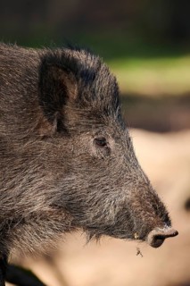 Wild boar (Sus scrofa) in a forest, portrait, Bavaria, Germany Europe