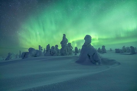 Northern Lights over Snowed-in Trees, Winter Landscape, Riisitunturi National Park, Posio, Lapland,
