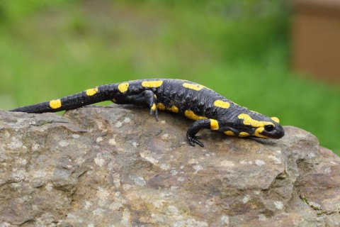 Fire salamander (Salamandra salamandra), running over a stone, Wildlife, North Rhine-Westphalia,