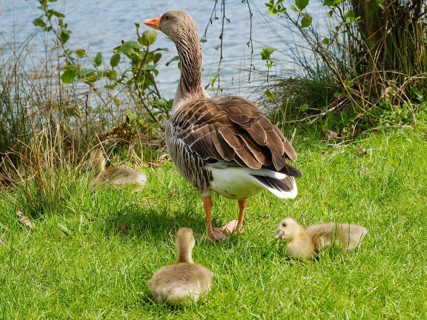 Greylag Goose (Anser anser) with chicks at Lake Vienenburg, Vienenburg, Goslar, Harz, Lower Saxony,