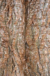 Bark of a sequoia tree (Sequoiadendron giganteum), full-size, Switzerland, Europe