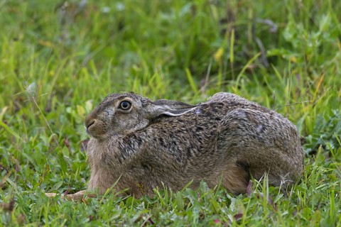 European Brown Hare (Lepus europaeus) lying hidden in meadow with ears flat