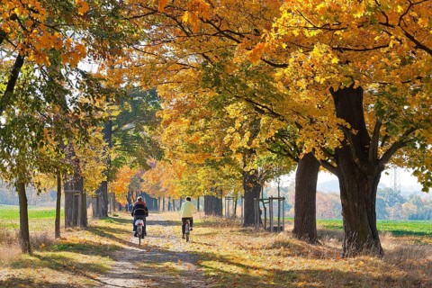 (Copyright Â© www.dresden fotografie.de) (Sylvio Dittrich) (+49 1772156417) Allee in Hermsdorf in