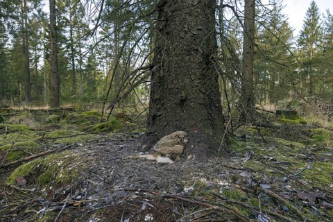 Eurasian eagle owl (Bubo bubo) chick, owlet with prey in exposed nest on the ground at base of pine