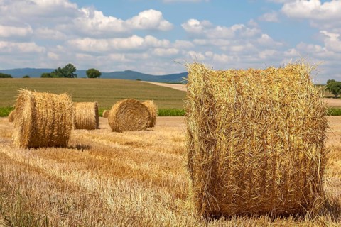 Stubble field with straw rolls, Palatinate, Rhineland-Palatinate, Germany, Europe