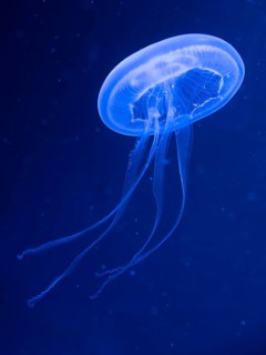 Common jellyfishes (Aurelia aurita)