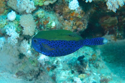 Bluetail trunkfish (Ostracion cyanurus), Dive site House reef, Mangrove Bay, El Quesir, Egypt, Red