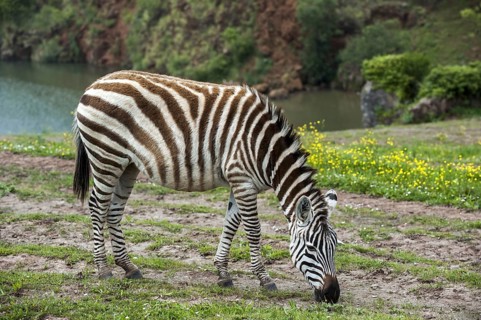 Burchell's zebra (Equus quagga burchellii) grazing grass in enclosure at the Cabarceno Natural
