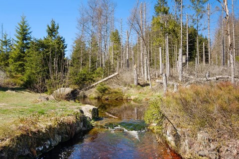 Rehberger Graben, moat, Geopark, St. Andreasberg, Harz National Park, Lower Saxony, Germany, Europe