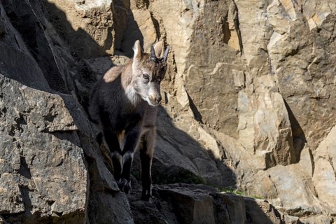 Alpine ibex (Capra ibex) kid, young with little horns on rock ledge in cliff face on mountain slope