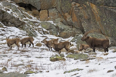 Alpine ibex (Capra ibex) herd with male and females during the rut in winter, Gran Paradiso