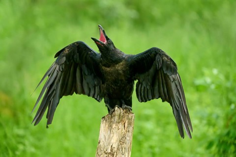 Common raven (Corvus corax), young bird sitting on wooden pole calling and flapping its wings,