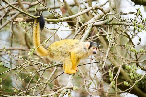 Black-capped squirrel monkey (Saimiri boliviensis) in a tree, Bavaria, Germany, Europe