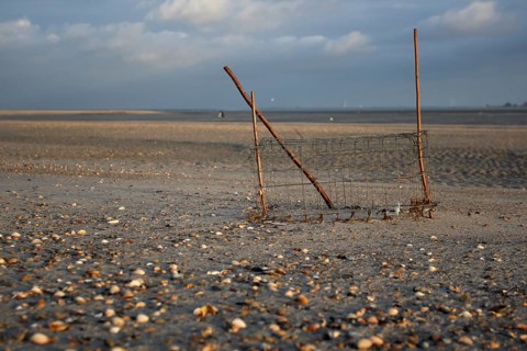 Ringed Plover (Charadrius hiaticula), clutch protection, protective basket for the clutch against
