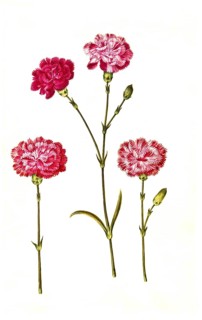 Clove pink (Dianthus caryophyllus) or noble carnation, in cultivated form usually garden carnation,