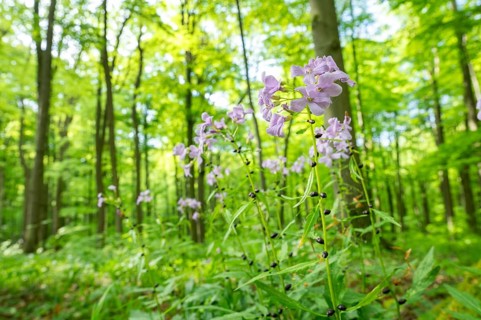 Large-flowered bittercress (Cardamine bulbifera), flowering, Hainich National Park, Thuringia,