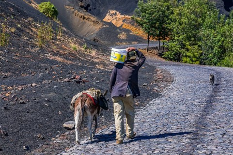 Local with donkey, vulcan Fogo. Cabo Verde. Africa