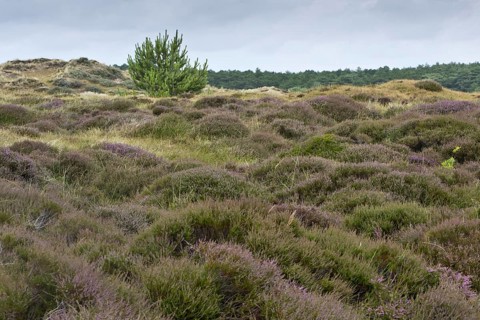 Dune landscape, Terschelling, Netherlands