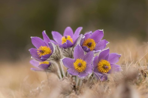 Spring cowbell (Pulsatilla vernalis), purple, field, Sweden, Europe