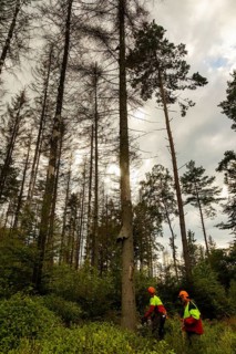 Press event forest damage