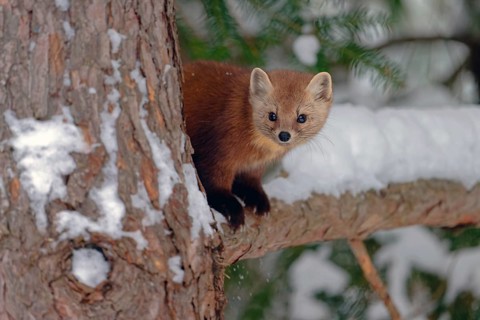 American marten (Martes americana), sitting in the snow on a branch, Ontario, Canada, North America
