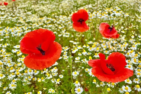 Poppy (Papaver) wild chamomile (Matricaria chamomilla) Flowering strip, sunrise, summer meadow,