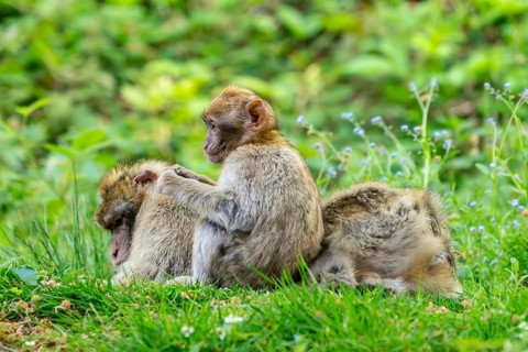 Barbary macaque (Macaca sylvanus), Occurrence in Morocco, captive, Rhineland-Palatinate, Germany,