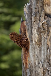 Pine cones lodged in tree by Great Spotted Woodpecker (Dendrocopos major) Sweden