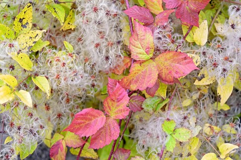 Blackberry (Rubus sect. Rubus), leaves with autumn colouring, woodland vine (Clematis vitalba) with