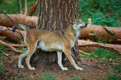 European gray wolf (Canis lupus), scratching on tree in forest, Germany, Europe