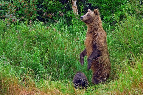Brown bear (Ursus arctos) standing on hind legs in tall grass, her cub sitting in front of her,