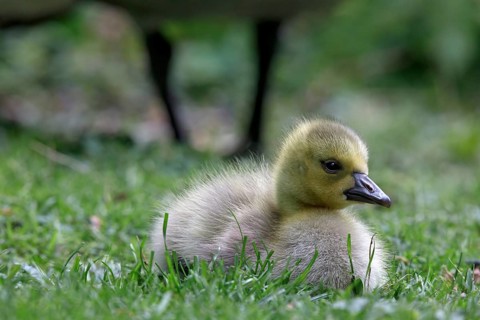 Canadian wild goose (Branta canadensis) chicks in the Tiergarten Berlin