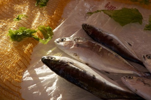 3 fish side by side on counter, macro, markets, open air, Palermo, capital, Sicily, Italy, Europe