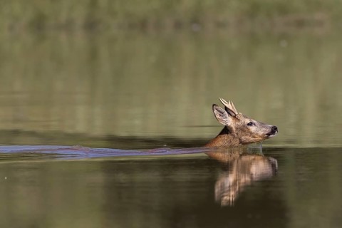 Roebuck swimming in the river, Europe, Austria, Upper Austria, Europe