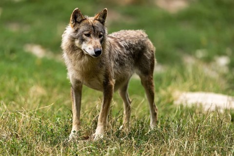 Algonquin wolf (Canis lupus lycaon), wolf, American wolf, animal portrait, in a meadow, Germany,