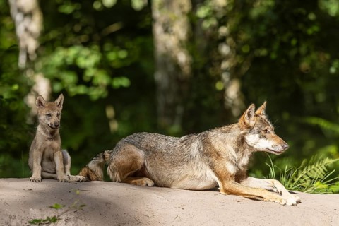 European gray wolf (Canis lupus) alpha wolf with pup, Germany, Europe