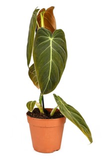 Rare 'Philodendron Melanochrysum' houseplant in flower pot on white background